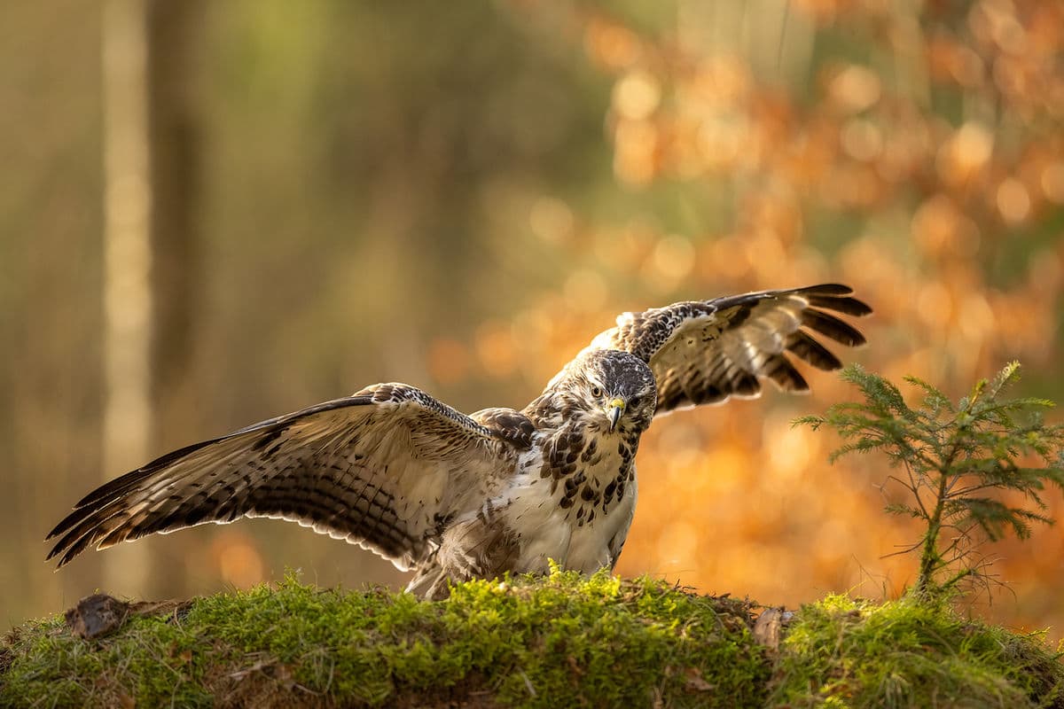 Nybörjarguide: Din första resa till ett fotogömsle